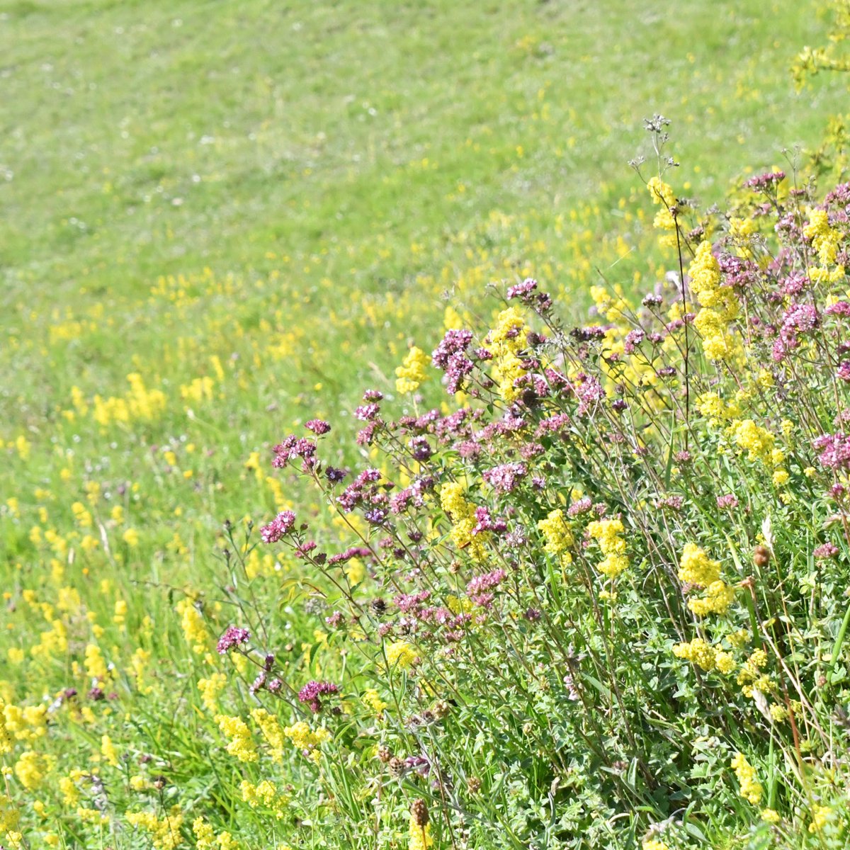 White Cliffs tweet media