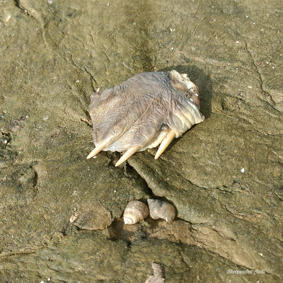 BhoopendraJosh4's tweet photo. It is foot of a softshell turtle. These  turtle are categorised in vulnerable species of turtle. By looking at foot it is clear to understand that someone has killed the turtle, probably for eating purpose and this portion have nails and bones due to which it has been discarded. https://t.co/6DEgGtqax9