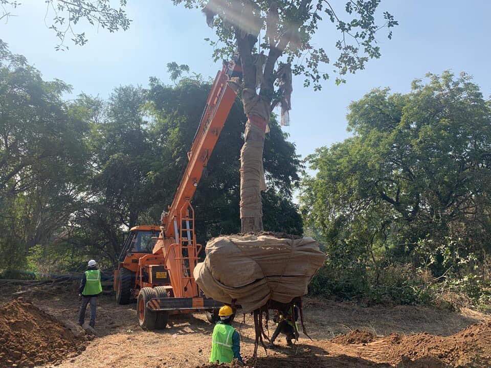 LicypriyaK's tweet photo. In India 🇮🇳, we have something called “Tree Ambulance 🚑”. It provides emergency services to transplant trees 🌳 from one place to another instead of cutting down and also to treat sick trees affected by termites &amp; other insects. Soon, Chandigarh also will have one. https://t.co/bubTwzoSEb