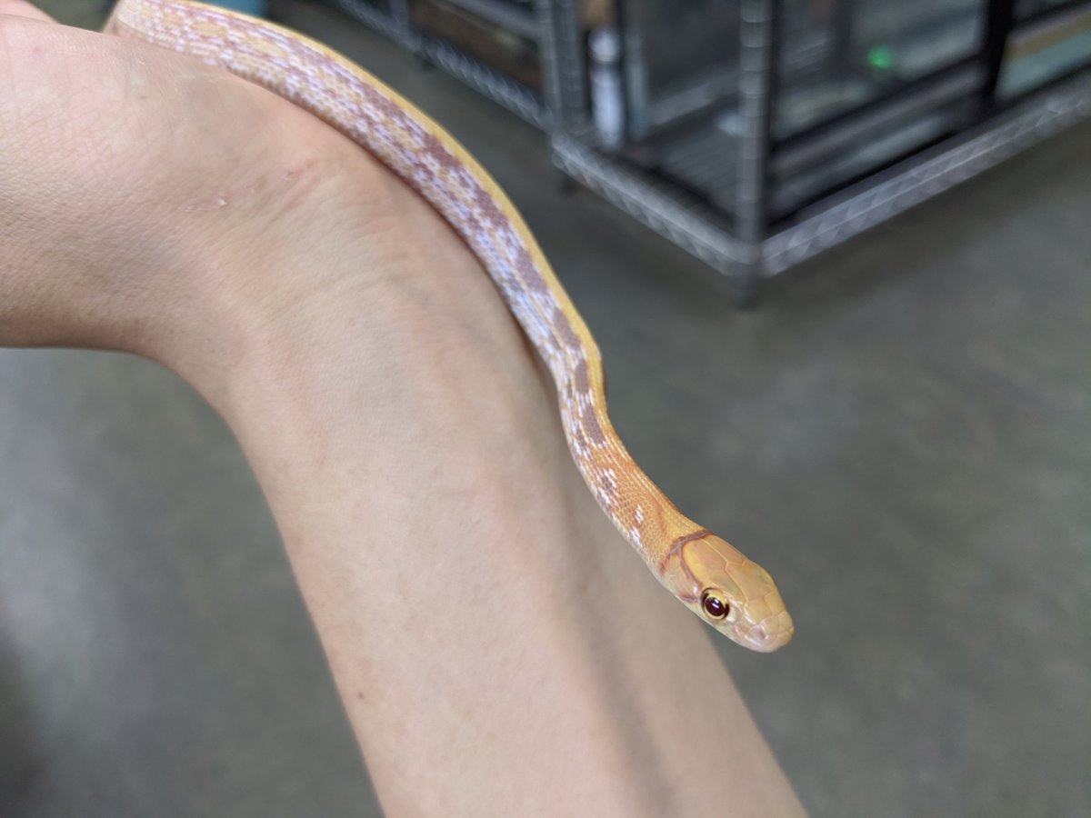 ペポニ みなと店 ホウシャナメラ アルビノ スジオナメラに似た大型ナミヘビ 鮮やかなオレンジ色の頭と 側面の細やかな模様が美しい ペアでの入荷です ホウシャナメラ