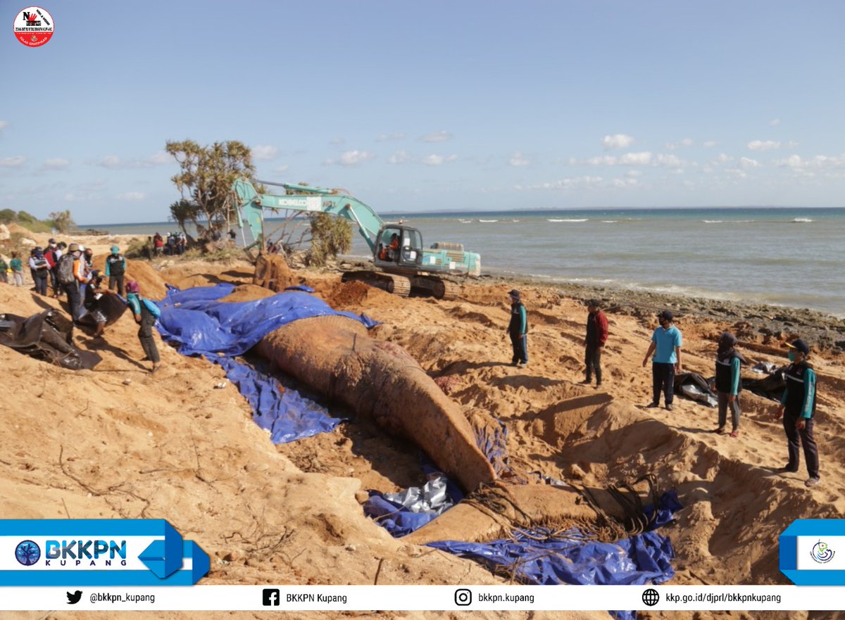 BalaiPK_kupang's tweet photo. Hai #SahabatBahari 

Alhamdulillah hari ini telah dilakukan penguburan bangkai paus biru dn pengambilan sampel kulit dn daging untuk diteliti lebih lanjut.

Terima kasih kepada tim yg telah bergotong royong dlm proses penguburan ini 🙏🏾

#kkpgoid 
#djprl
#lebebae https://t.co/CMUkHFWKq1
