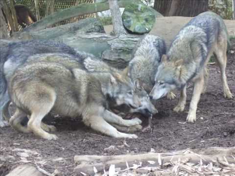 St Mo Lua of Killaloe, Co Clare, Ireland, provided a cooked calf in the monastic guest house for a pack of wolves on which he had taken pity! Occurred each year! To show their gratitude, the pack protected the monastery's livestock from other wolves & robbers!  #FolkloreThursday