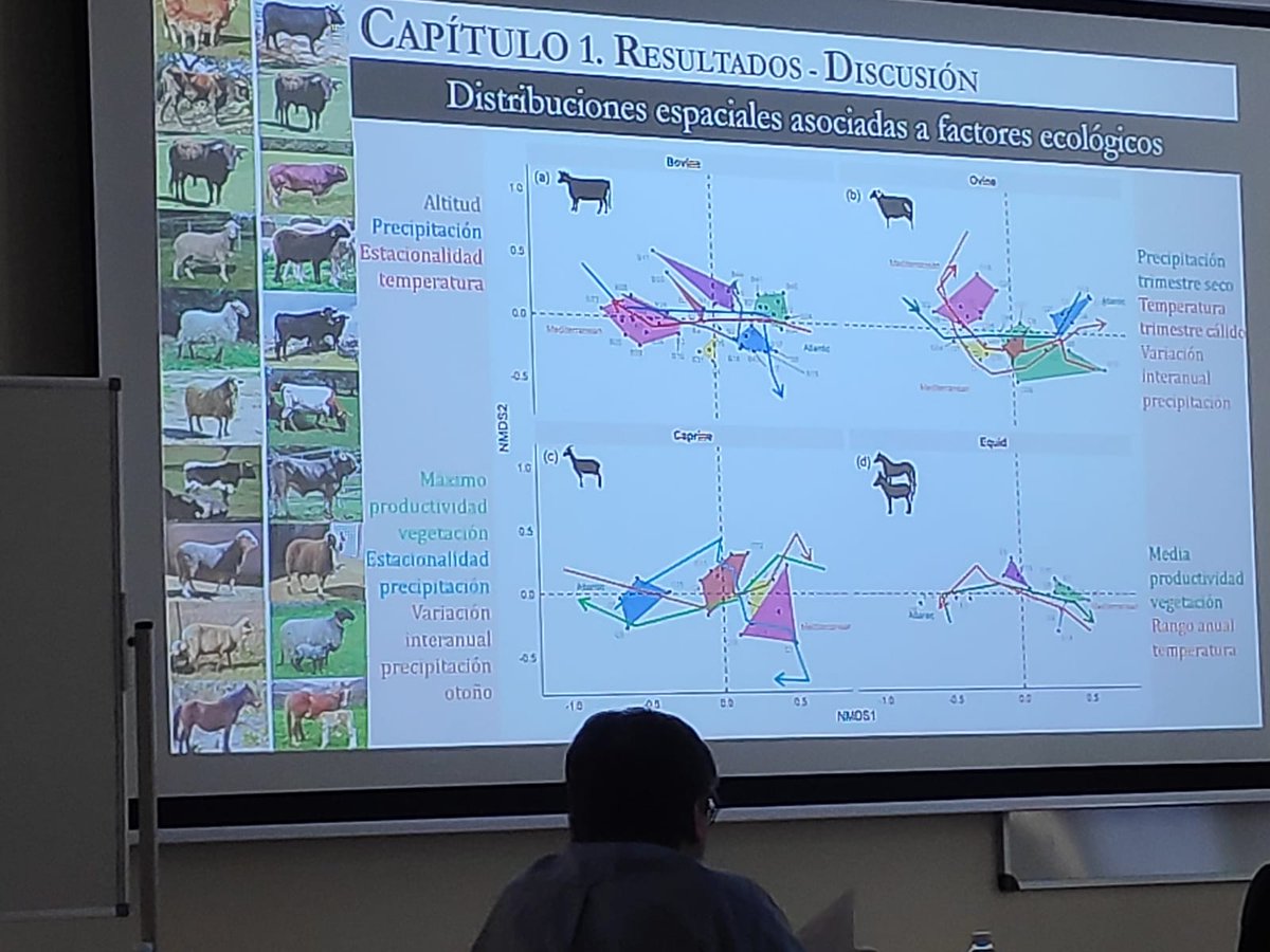 Real Federación de Asociaciones de Ganado Selecto tweet media