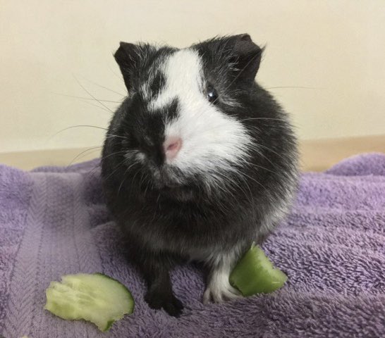 piggiesrulethe's tweet photo. When someone asks me to pose with the food but I’ve already taken 14 bites out of it 

#letmeeat #foodmeme #guineapig https://t.co/GV3cacknF4