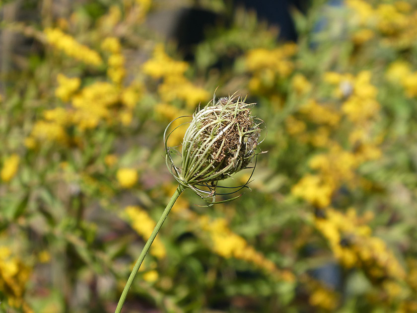 UNHExtension's tweet photo. Immerse yourself in the natural world with our 12 day Natural Resources Stewards course! You'll learn to identify #trees, create ecologically friendly landscapes, improve habitat for #pollinators and so much more. Join us in September! #NH #wildlife https://t.co/VP73Js0HGV https://t.co/uL02ppWu5K