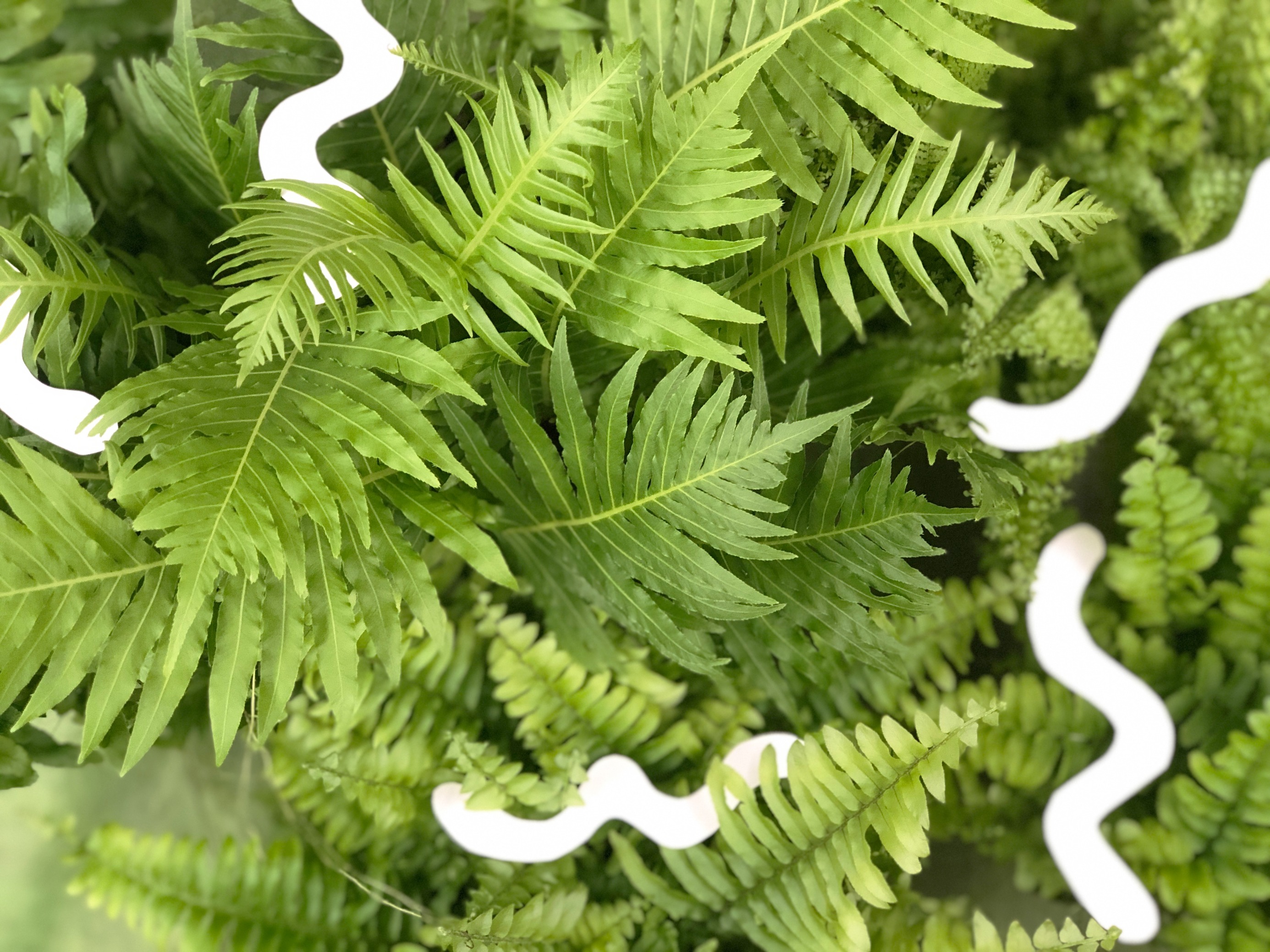 Asa 植物 アート コラージュ Asa Art Green Twitter