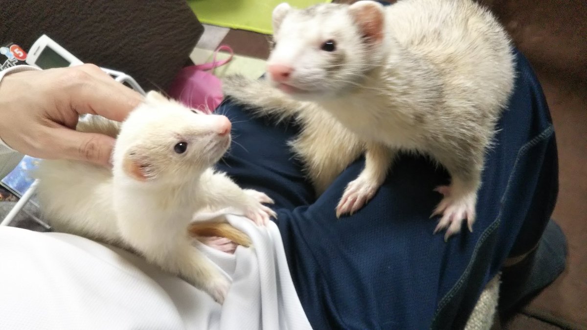 エレベーターで一緒になったボストンテリアに かわいいですね と言ったら甘えてきた 実は勘違いしているからだった 可愛いかよ Togetter