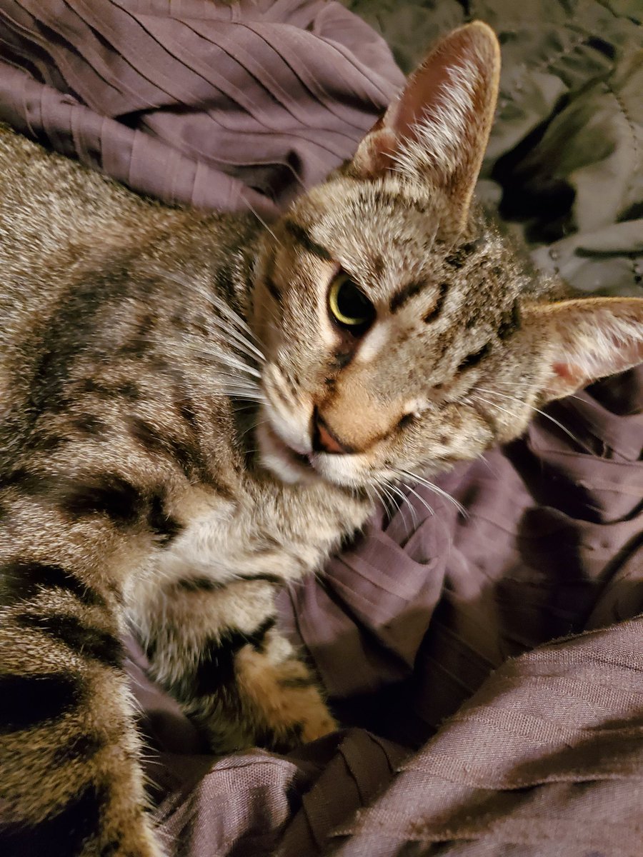 mandy_pantz's tweet photo. Winkler is a mood this morning.
#LetsGoBackToBed #OneEyedCatClub https://t.co/6XJDHpfTmF