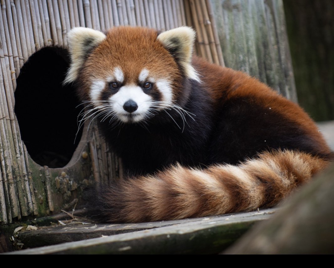 yolandaharrisTV's tweet photo. #findkora Be on the lookout for this little face, especially if you live near the @ColumbusZoo! Look up in the trees. Don’t approach. Call the zoo security dispatch @ 614-582-1844 https://t.co/0ih9c5BmMm