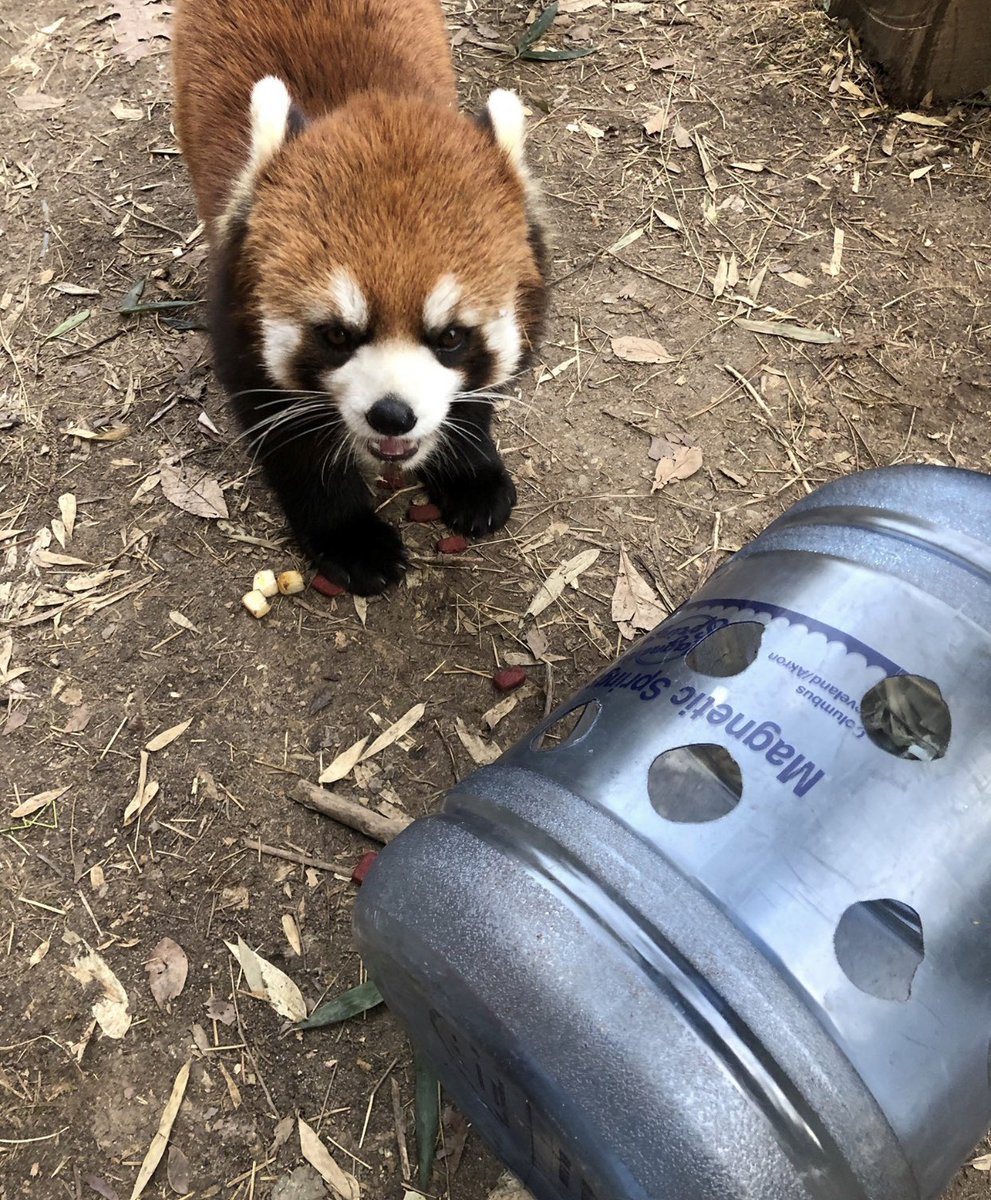 yolandaharrisTV's tweet photo. #findkora Be on the lookout for this little face, especially if you live near the @ColumbusZoo! Look up in the trees. Don’t approach. Call the zoo security dispatch @ 614-582-1844 https://t.co/0ih9c5BmMm