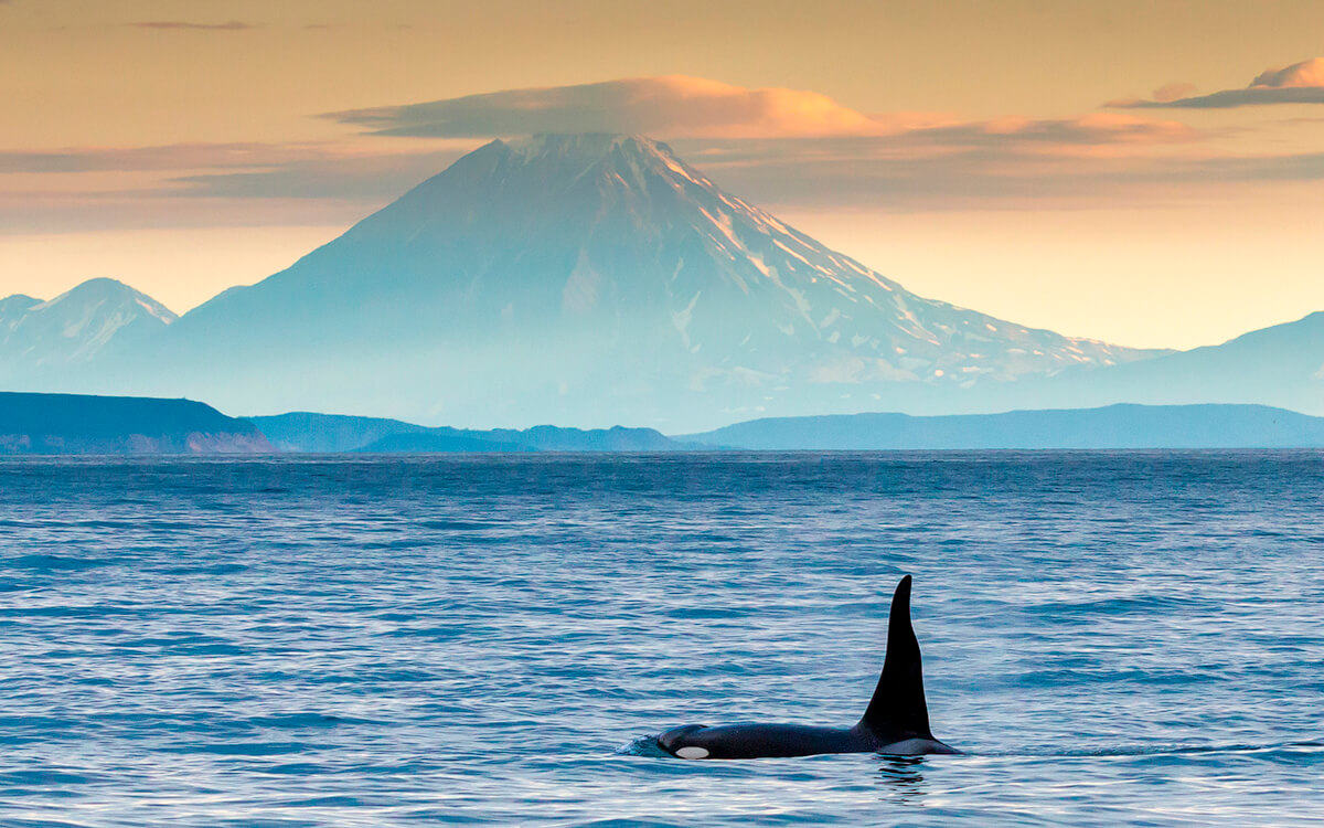 Russia's tweet photo. ๐ท๐บ #Russia has quite a few amazing ๐ณ #WhaleSpotting & ๐ฌ #DolphinInteraction locations, many of which are #safehavens for dozens of whale & dolphin species.
โฅ๏ธ #KolaPeninsula (๐ May)
โฅ๏ธ #Kamchatka (๐ Summer)
โฅ๏ธ #ShantarIsles (๐ Summer)
โฅ๏ธ #Crimea & #Anapa (๐ฌ Spring/Autumn) https://t.co/RJMYUXkfbi