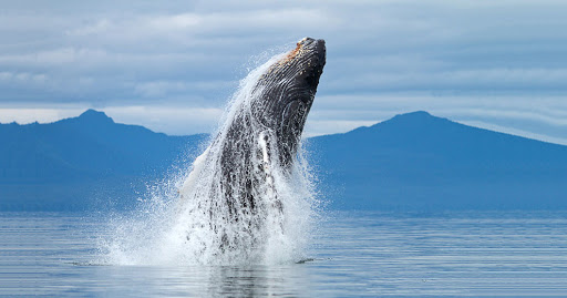 Russia's tweet photo. ๐ท๐บ #Russia has quite a few amazing ๐ณ #WhaleSpotting & ๐ฌ #DolphinInteraction locations, many of which are #safehavens for dozens of whale & dolphin species.
โฅ๏ธ #KolaPeninsula (๐ May)
โฅ๏ธ #Kamchatka (๐ Summer)
โฅ๏ธ #ShantarIsles (๐ Summer)
โฅ๏ธ #Crimea & #Anapa (๐ฌ Spring/Autumn) https://t.co/RJMYUXkfbi
