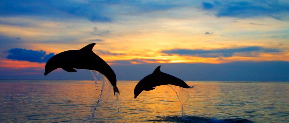 Russia's tweet photo. ๐ท๐บ #Russia has quite a few amazing ๐ณ #WhaleSpotting & ๐ฌ #DolphinInteraction locations, many of which are #safehavens for dozens of whale & dolphin species.
โฅ๏ธ #KolaPeninsula (๐ May)
โฅ๏ธ #Kamchatka (๐ Summer)
โฅ๏ธ #ShantarIsles (๐ Summer)
โฅ๏ธ #Crimea & #Anapa (๐ฌ Spring/Autumn) https://t.co/RJMYUXkfbi