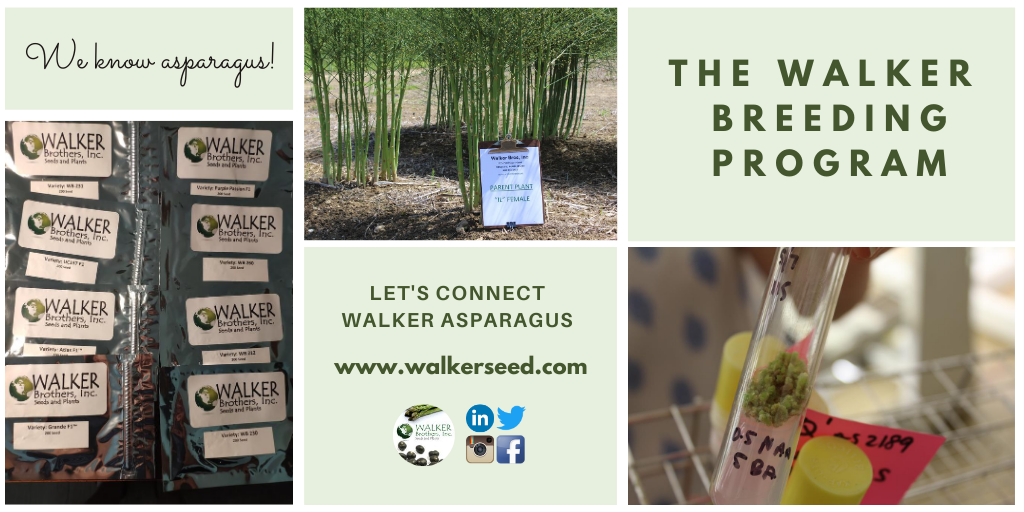 Did you know? Walker Bros. Inc. has the world's most popular green #asparagus varieties for warm climates. These varieties can be found on every continent, except Antarctica! It also has its own breeding program that develops new hybrid varieties that cater to the growers' needs!