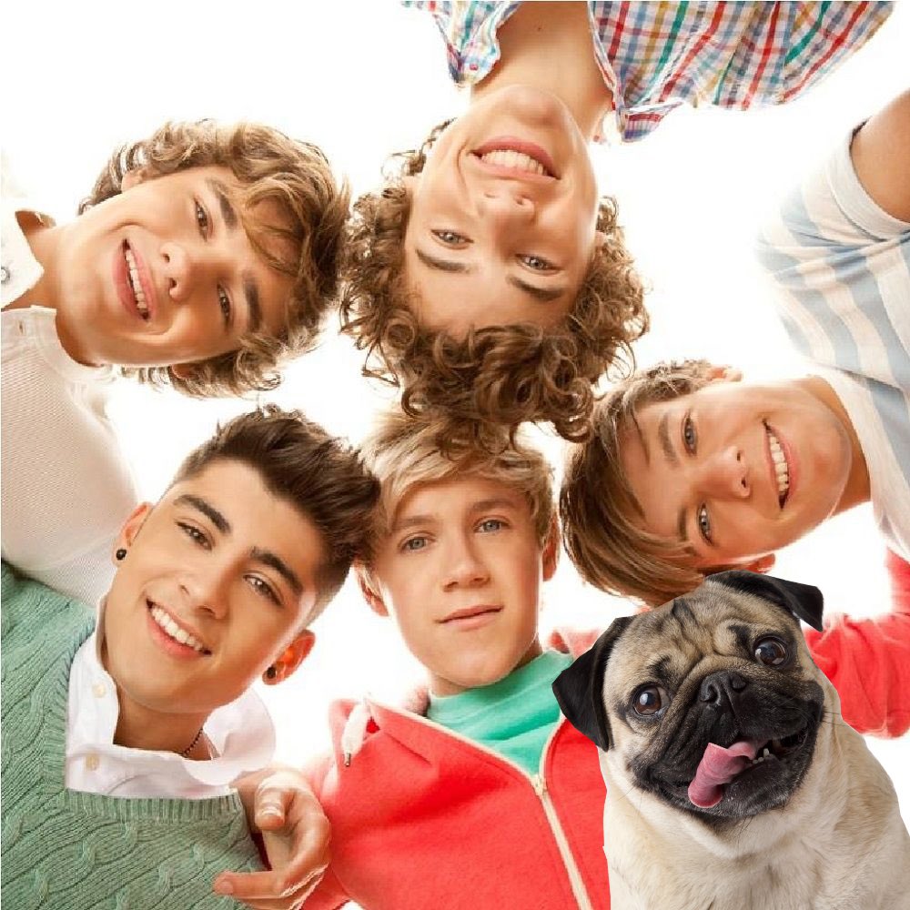 itsdougthepug's tweet photo. Can’t believe it’s been 10 Years #10YearsOfOneDirection https://t.co/vXm9QuxEMD
