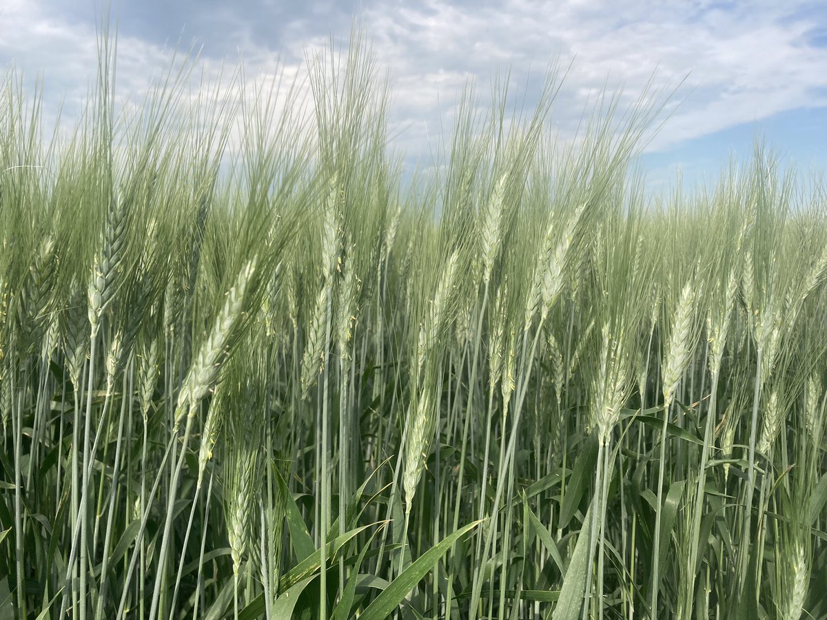 CDC Dynamic - Proven Seed’s new durum variety - looking excellent near Moose Jaw! <a href="/ProvenSeed/">Proven Seed</a> <a href="/CurtisViergutz/">Curtis Viergutz BSc, CCA</a> @ProvenSeedCereal
