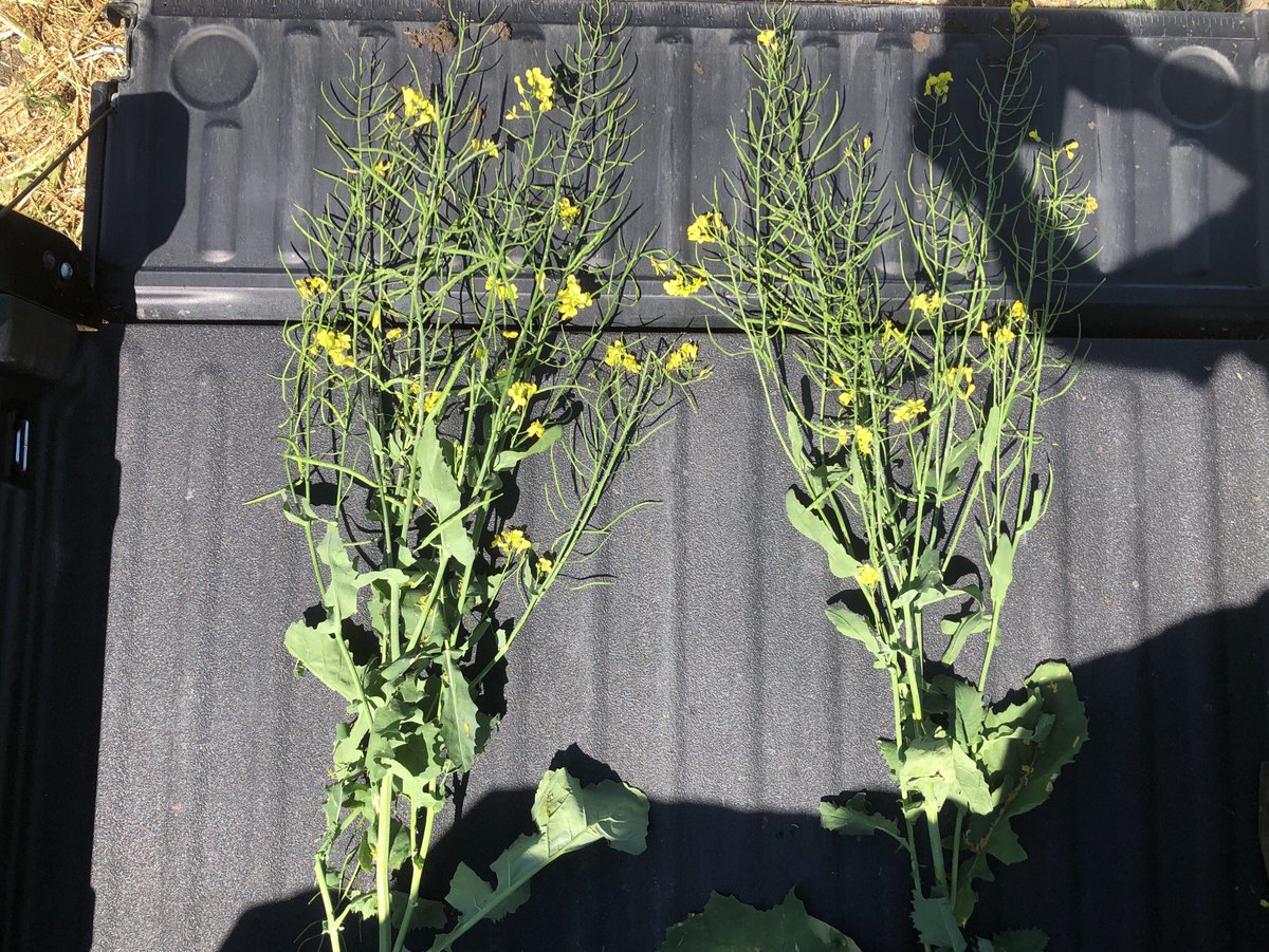 When you are trying to get that side by side variety picture and no matter which way you contort, you still get shadows. #AgronomyProblems