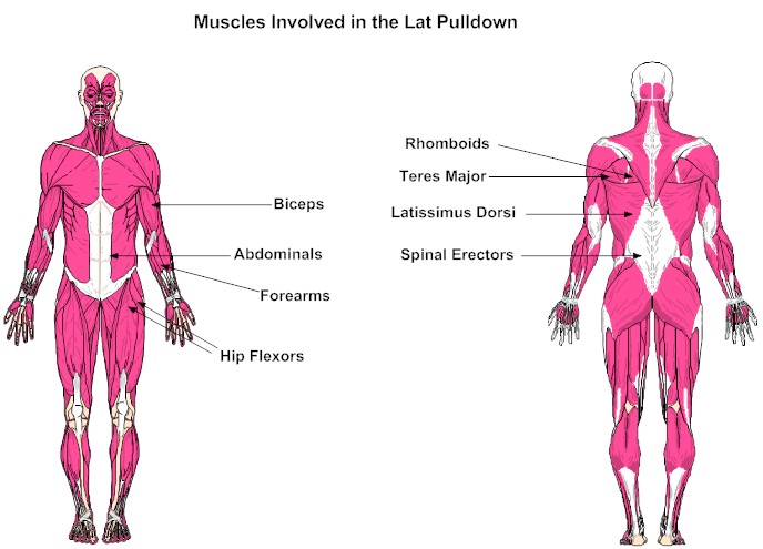 PerfectWorkout1's tweet image. 💡 If you’re going to do an upper-body exercise, the Lat Pulldown would be one to maximize your efforts on. 🏋️‍♀️
👉 Learn more: bit.ly/38FLTZJ
👉 See availability for our 20-min, 2x/wk program: bit.ly/2ZOsz8B
#StrengthTraining #exercise #workout