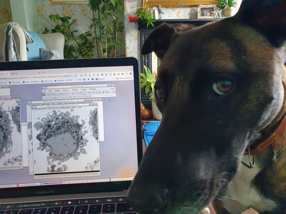 martinjones78's tweet photo. @haesleinhuepf @LaineBioImaging Alfie helping with #ElectronMicroscopy #BioImageAnalysis - "teaching imaging and image analysis to dogs" episode 1
#CrickAtHome @TheCrick @EM_STP https://t.co/ewXAiiujaX