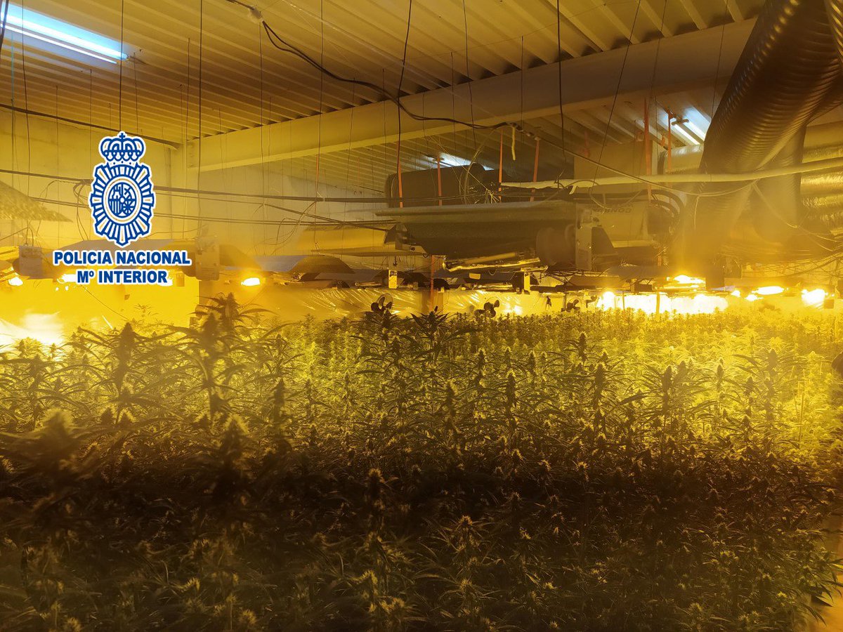 Vallirana's tweet photo. Es desmantella a Vallirana una organització internacional dedicada al tràfic de marihuana.
L’ operació de la Policia Nacional ha comptat amb la col·laboració de la Policia Local
https://t.co/DREp8d5aXH https://t.co/HHfXeFlf21