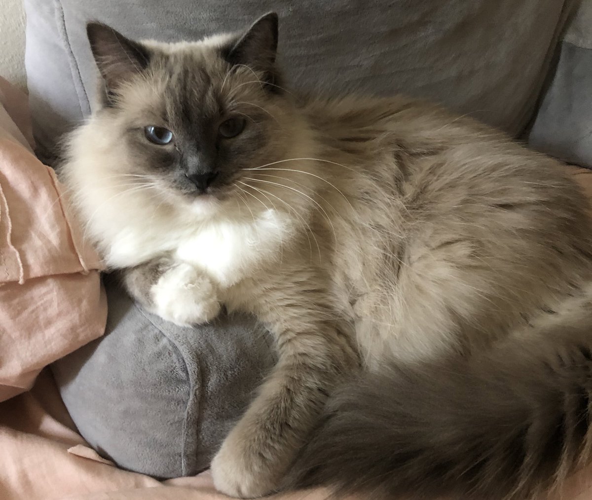 ourshieldmaiden's tweet photo. Good morning from this face #IrisOlivia https://t.co/LqSZtxYv0t