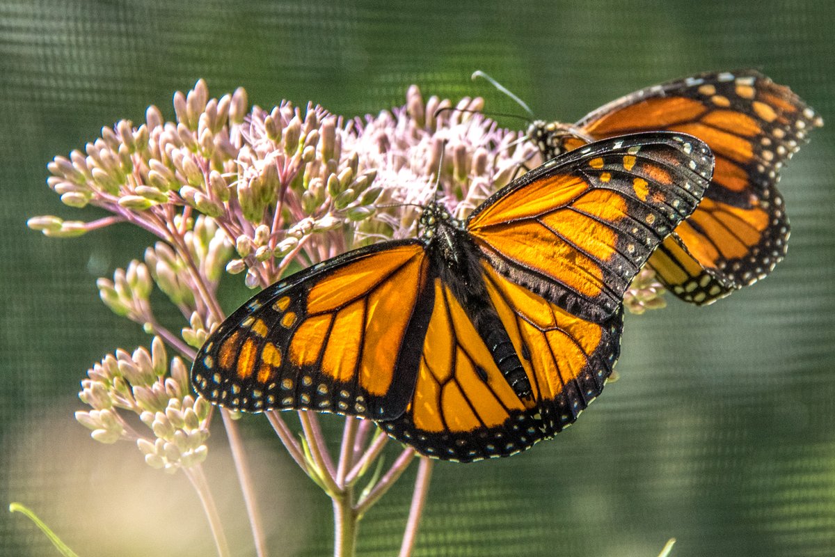 Beaver Creek Reserve tweet media
