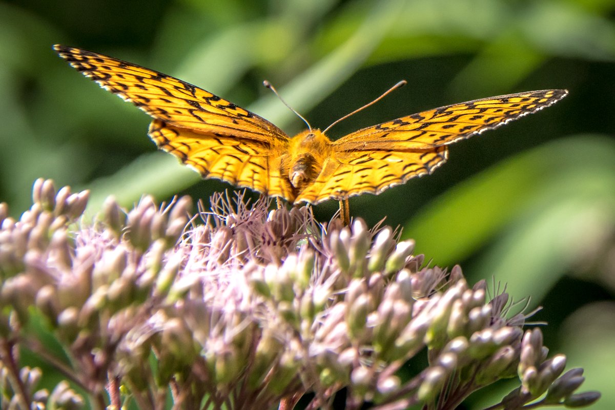 Beaver Creek Reserve tweet media