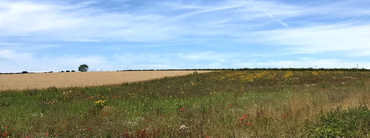 In the yellow polygon, we now have cultivated areas for arable plants  #formerlyknownasweeds. This is under Countryside Stewardship (CS) option AB11. The picture does not quite show the wonderful size of this feature (2 of 5)