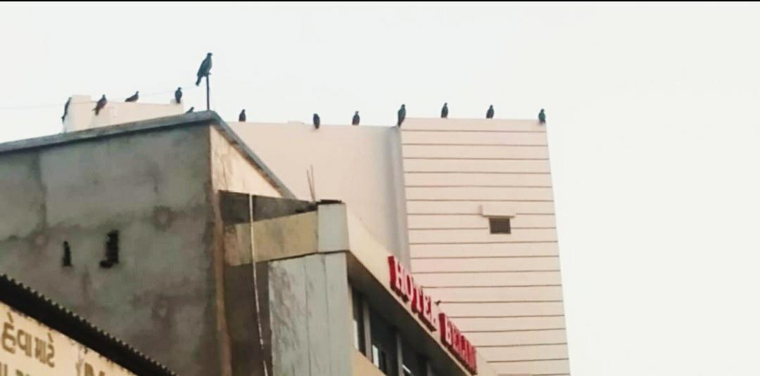 ParmarNayansinh's tweet photo. બનાસકાંઠામાં આકાશમાં વિહાર કરતાં પક્ષીઓ પાલનપુર રેલવે સ્ટેશન પાસે આવેલ હોટલ બેલીમના ટેરેસ પર સોશિયલ ડિસ્ટન્સ રાખી કલેક્ટર સાહેબના જાહેરનામાનો સચોટ અમલ રહ્યા છે. ઉપરોક્ત દ્રશ્ય માનવ જીવનને ઘણી બધી પ્રેરણા આપી જાય તેવું છે.
#COVID19India
@CollectorBK 
@SP_Banaskantha https://t.co/o3UnryXgT9