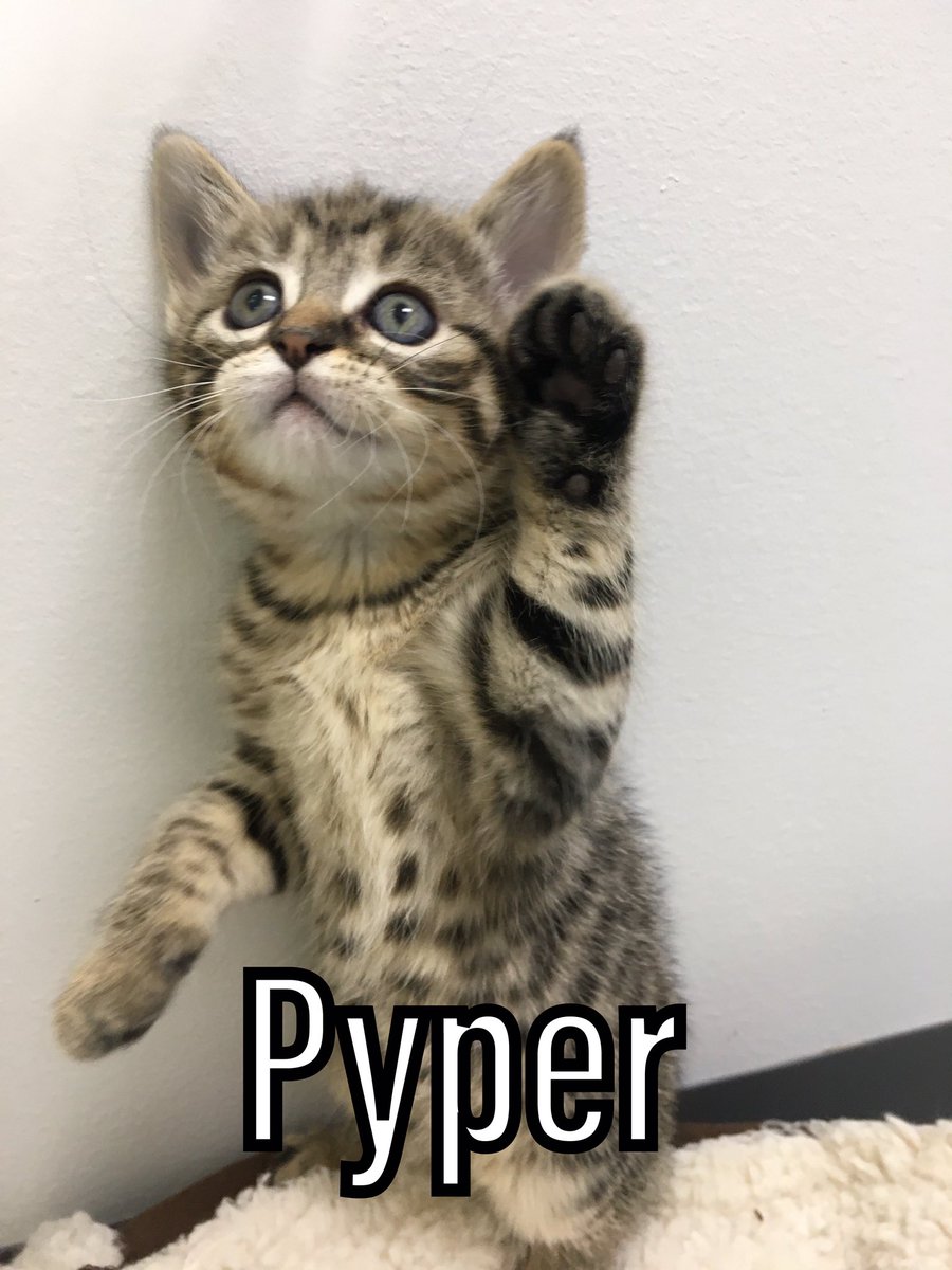 hfournier's tweet photo. We have 3 new arrivals!

Sadie is sweet &amp; very social. Shadow loves to cuddle, &amp; Pyper just wants to play! 

Thinking of adopting or fostering?Contact us sheltermanager@wildrosehumane.ca

#pet #pets #petadoption #foster #cat #cats #dog #dogs #petadoptions #alberta #centralAlberta https://t.co/IwBFsnUbZi