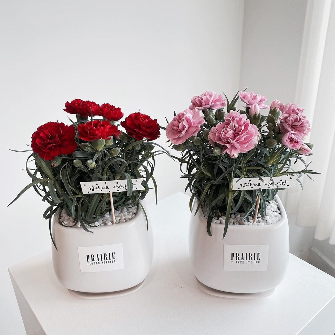 PrairieflowerSD's tweet photo. 🌸» Hᥲz mᥲ́s o ᥲmᥱᥒos tᥙs ᥱsρᥲᥴιos ρᥱqᥙᥱᥒ̃os ᥴoᥒ ᥒᥙᥱstrᥲs ᥒᥙᥱvᥲs mᥲᥴᥱtιtᥲs. Lᥣᥱvᥲ ᥙᥒ ρoᥴo dᥱ #PrairieLove a tu hogᥲr. https://t.co/XtDawlcmLQ
