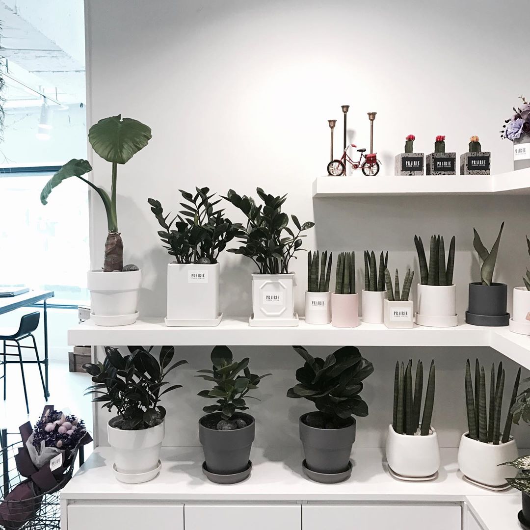 PrairieflowerSD's tweet photo. 🌸» Hᥲz mᥲ́s o ᥲmᥱᥒos tᥙs ᥱsρᥲᥴιos ρᥱqᥙᥱᥒ̃os ᥴoᥒ ᥒᥙᥱstrᥲs ᥒᥙᥱvᥲs mᥲᥴᥱtιtᥲs. Lᥣᥱvᥲ ᥙᥒ ρoᥴo dᥱ #PrairieLove a tu hogᥲr. https://t.co/XtDawlcmLQ