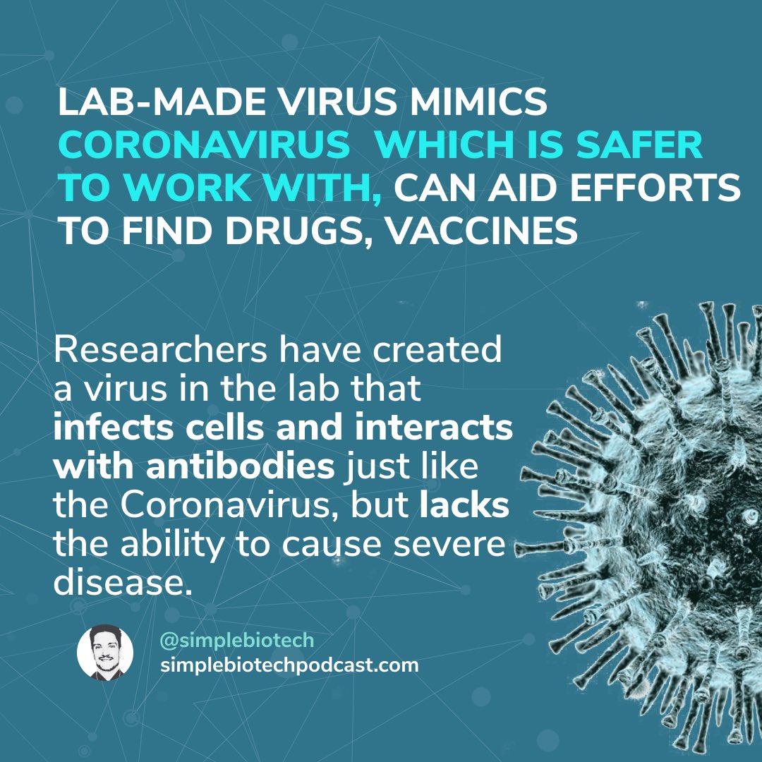simplebiotech's tweet photo. Lab-made virus mimics COVID-19 virus
Is safer to work with, can aid efforts to find drugs, vaccines
#coronarvirus #covidー19 #science  #scientificresearch  #sciencecommunication #biotech  #virology  #research  #drugdiscovery  #drugdesign  #vaccines  #vaccine  #vaccineresearch https://t.co/syvLsPjq5h