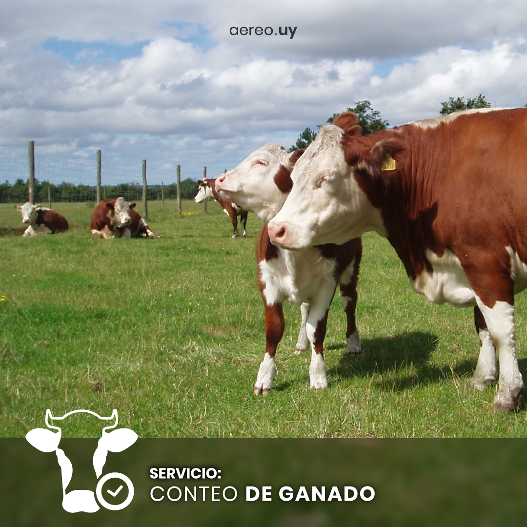 aereouy's tweet photo. Optimice su operación ganadera, tenga mayor control sobre el inventario de su ganado.

Escribinos al 099754555 o en nuestra web https://t.co/9VncwDruSh

#ganado #uruguay #pastoreoracional #voisin #ganaderiaintensiva #ganaderiauruguaya  #camponatural https://t.co/8M1djp4uw4