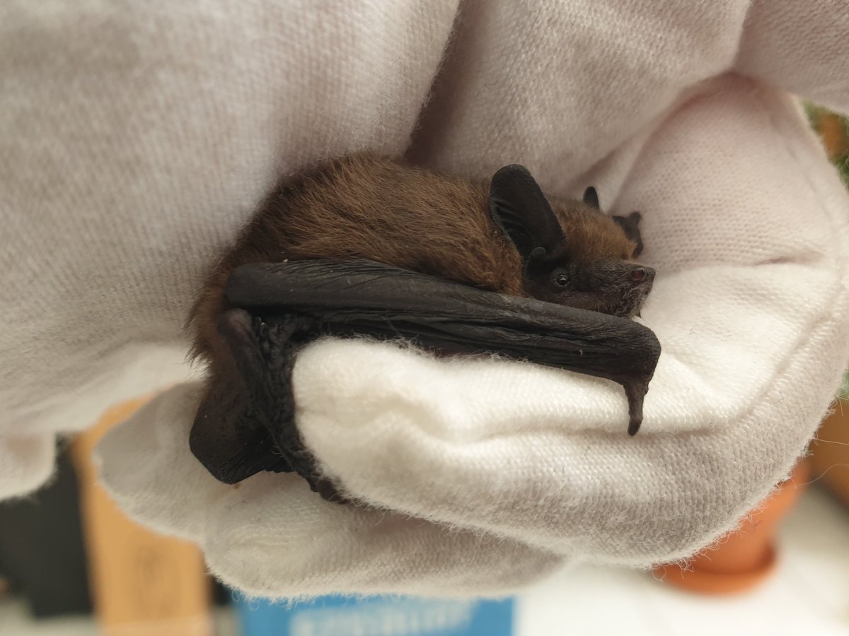 Well. Here's another bat.