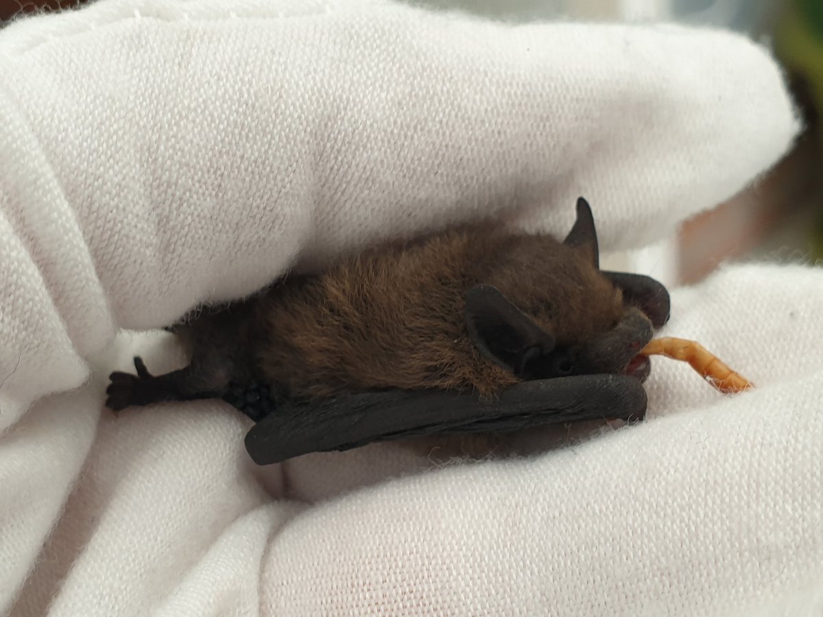 I like this, what you call, 'worm'. Yummy