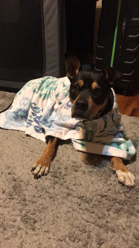 4luckydogs's tweet photo. Betzy loves to be toweled off after going out in the rain!! #rescuedog #rescuedogs #heartwormpositive #cutedogs #smartdog #fosteringsaveslives #fosterdog #mansbestfriend #snugglebug #adoptabledog #adoptadog https://t.co/gJliri9oHH