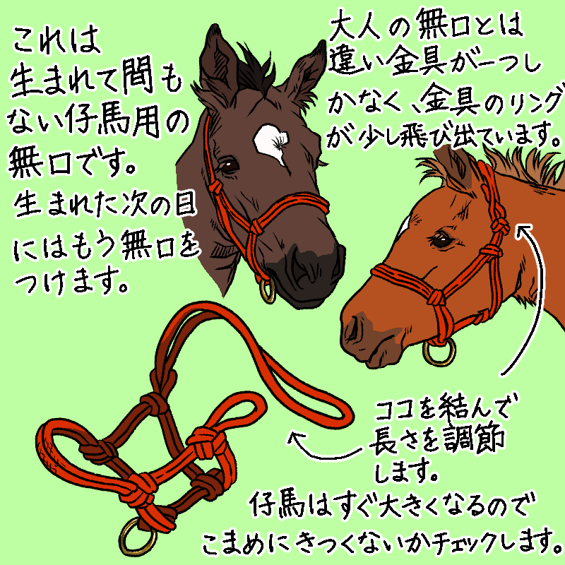 以前馬具の時にチラッと紹介した無口についてもう少し詳しく描いてみました😊人が馬の世話をする時に無くてはならない大切な道具です。
絵の参考にするのに必要な、仔馬用の無口の写真を撮ってきてくれた友人に感謝🙏✨
#馬具 #イラスト #馬 