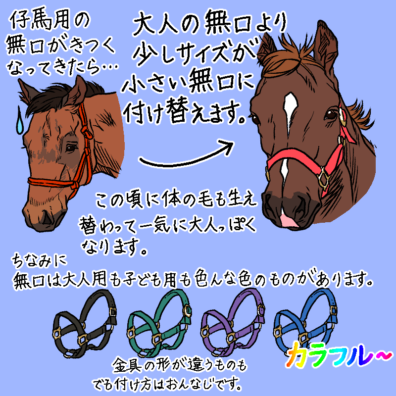 以前馬具の時にチラッと紹介した無口についてもう少し詳しく描いてみました😊人が馬の世話をする時に無くてはならない大切な道具です。
絵の参考にするのに必要な、仔馬用の無口の写真を撮ってきてくれた友人に感謝🙏✨
#馬具 #イラスト #馬 