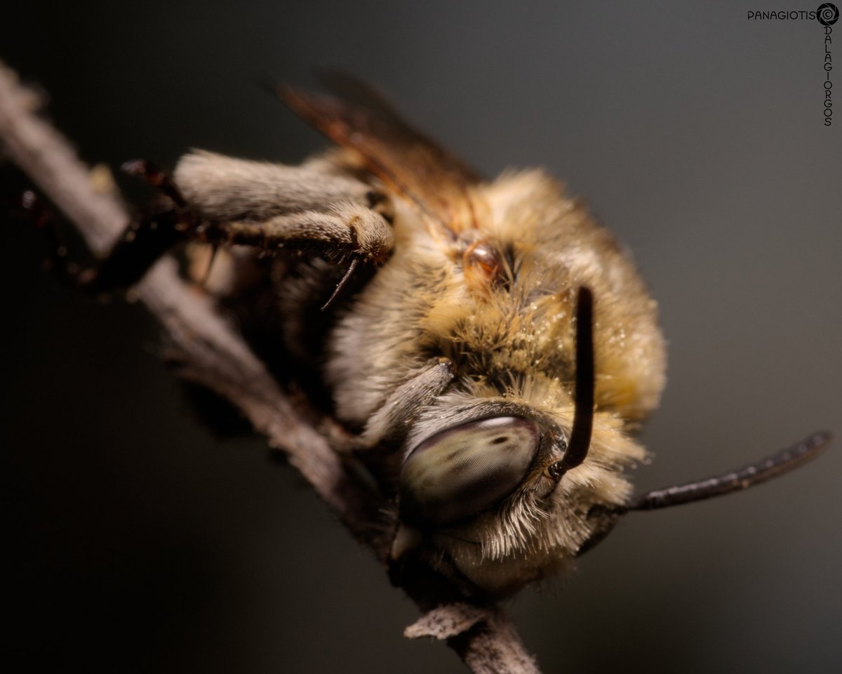PYoPhotography1's tweet photo. Amegilla quadrifasciata sleeping

#insect #bee #nature #NaturePhotography #macro #macrophotography #photography
@BBCEarth @natgeowild https://t.co/UGhE1PTj9j