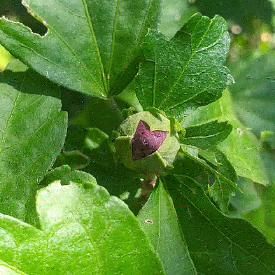 EgeparkK's tweet photo. Bir Gülhatmi hikayesi 🌱🌿🌸➡️ 
İhtişamlı çiçekleriyle Hatmi (Alcea Rosea) hem göze hitap eder hem de şifalı etkisiyle birçok sağlık problemine karşı etkili bir ilaçtır.
Egepark Fidancılık'ta.
.
.
.
#gülhatmi #hatmiçiçeği #hatmi #tıbbivearomatikbitkiler #alcearosea  #istanbul https://t.co/CTc801l90P