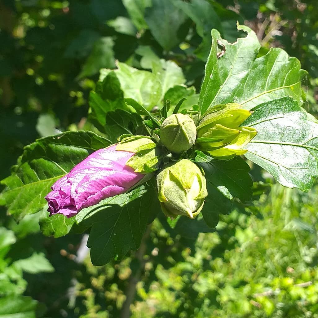 Bir Gülhatmi hikayesi 🌱🌿🌸➡️ 
İhtişamlı çiçekleriyle Hatmi (Alcea Rosea) hem göze hitap eder hem de şifalı etkisiyle birçok sağlık problemine karşı etkili bir ilaçtır.
Egepark Fidancılık'ta.
.
.
.
#gülhatmi #hatmiçiçeği #hatmi #tıbbivearomatikbitkiler #alcearosea  #istanbul