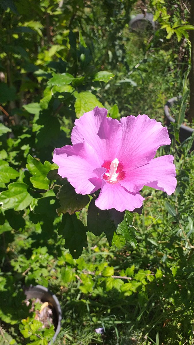 EgeparkK's tweet photo. Bir Gülhatmi hikayesi 🌱🌿🌸➡️ 
İhtişamlı çiçekleriyle Hatmi (Alcea Rosea) hem göze hitap eder hem de şifalı etkisiyle birçok sağlık problemine karşı etkili bir ilaçtır.
Egepark Fidancılık'ta.
.
.
.
#gülhatmi #hatmiçiçeği #hatmi #tıbbivearomatikbitkiler #alcearosea  #istanbul https://t.co/CTc801l90P