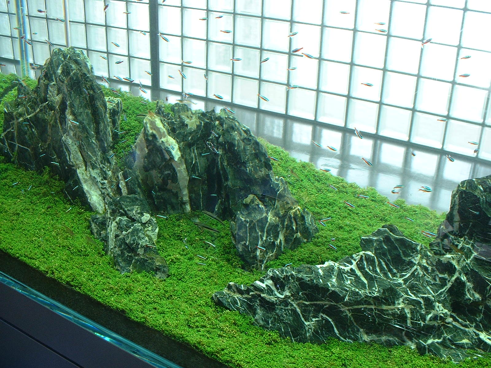 【未開封品】ADA 天野尚 ガラスの中の夢たち 廃盤DVD アクアデザインアマノ 天野 尚 作品集『THE ART OF NATURE AQUARIUM』一般販売開始の