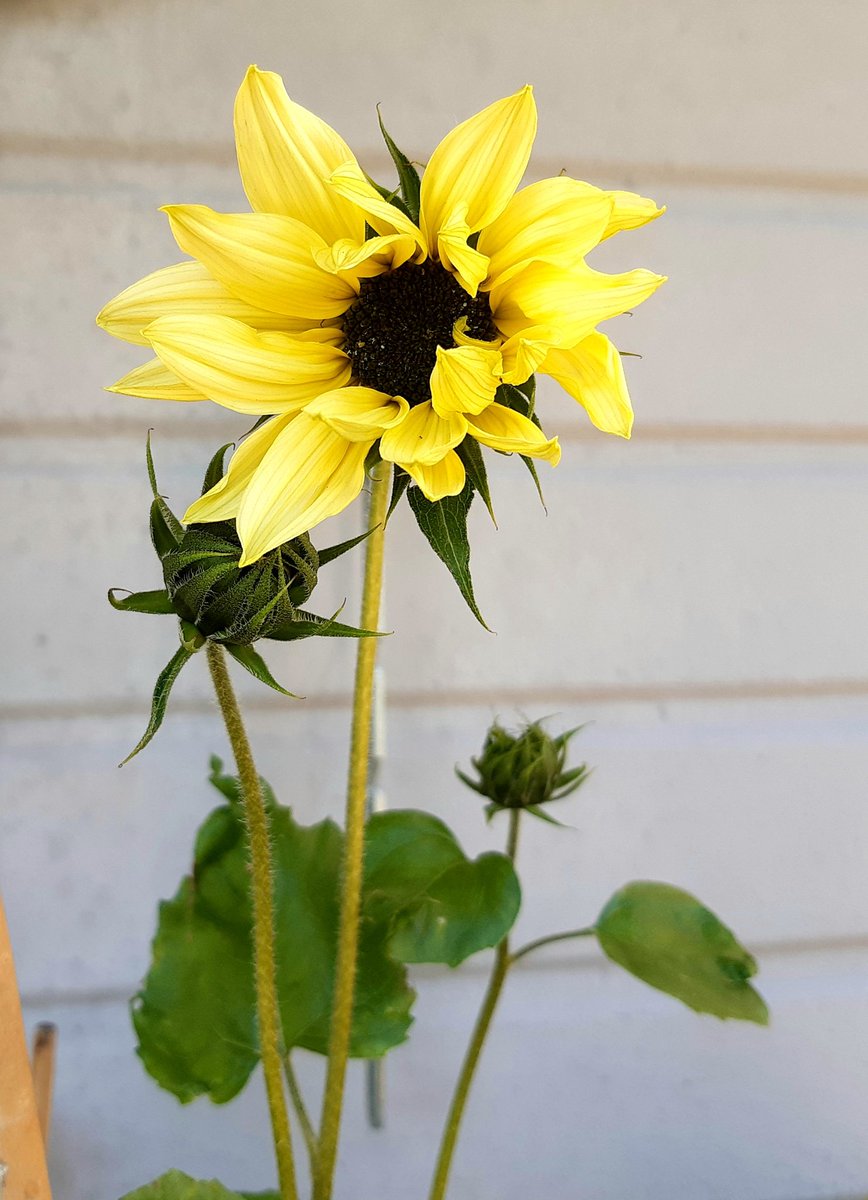 IngerMolndal's tweet photo. 😍 Den har fått sin första blomma! Min #solros #sunflower
23 july 19° C https://t.co/x9y2bcMmOY