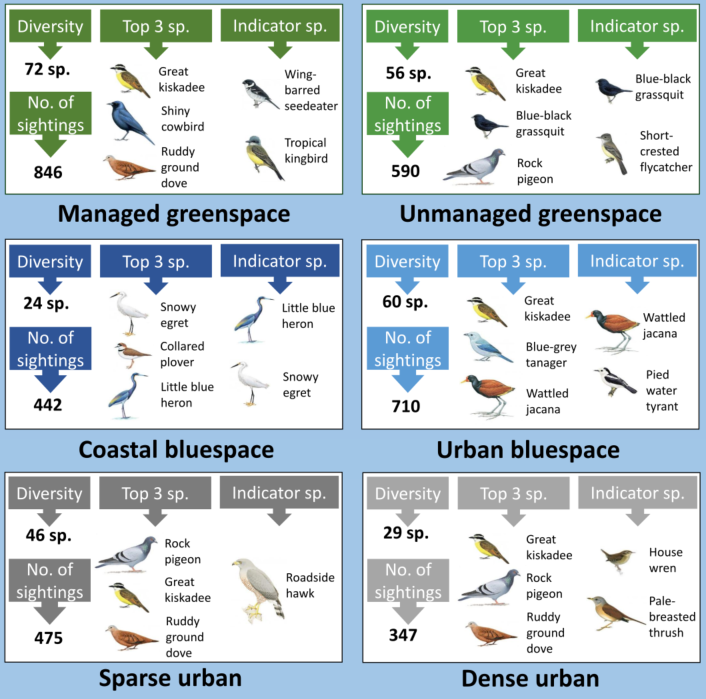 NatureWilling's tweet photo. 4. Results
We recorded 3408 birds (98 species). 
Avian detections, richness, and community composition differed across LCT, with managed greenspace (1st) and urban bluespace (2nd) supporting most diverse communities. 
Indicator species present in all LCT.
#DICECON20 #ConsArea https://t.co/PGdb1NHpZ0