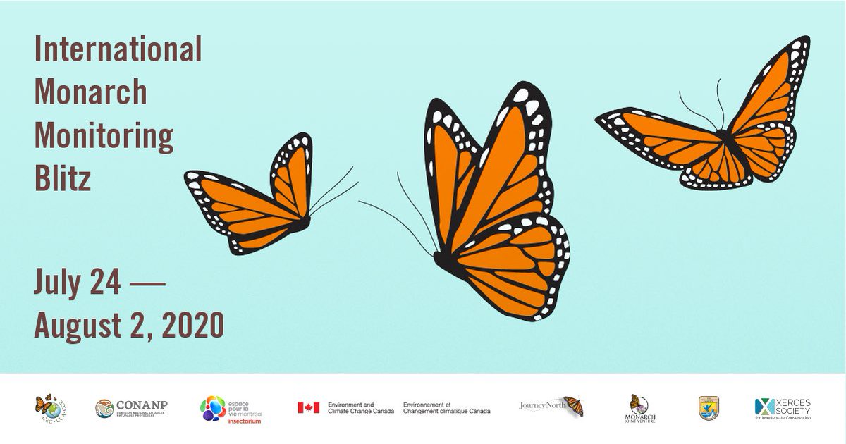 normandeauassoc's tweet photo. Join the 4th Annual Monarch Monitoring Blitz! Starting July 24th through August 2nd the Monarch Joint Venture will be collecting data on monarch butterflies in North America: https://t.co/7Pnog84fDx #MonarchBlitz #MonarchJointVenture #MonarchButterflies #scientificmonitoring https://t.co/cS4dB9oQBU