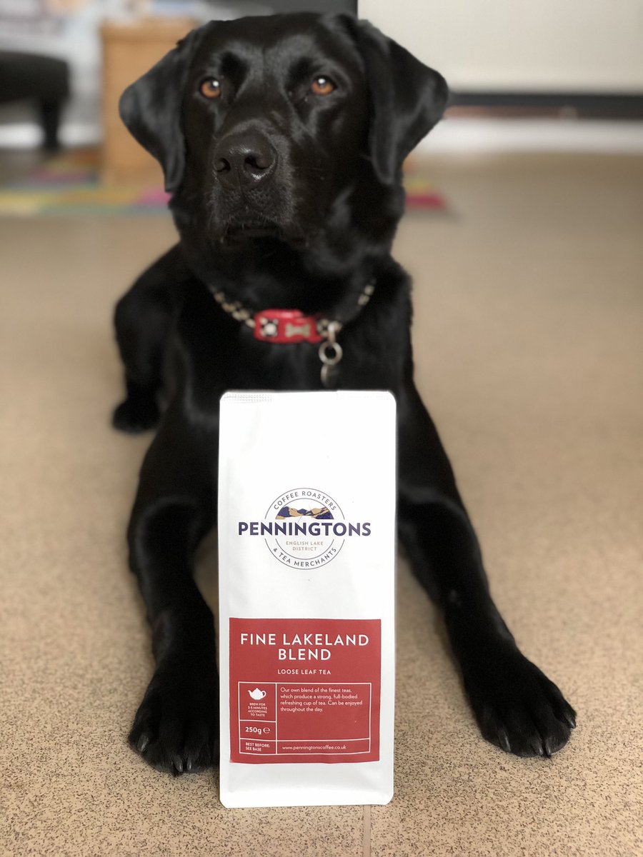 labradorlucy18's tweet photo. Mummy shameless using me, I need an agent!! https://t.co/9k7pJJzp2s