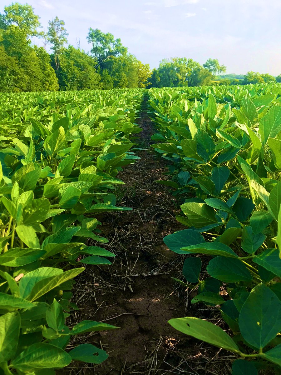 Seeing a nice 4 to 6 in height increase with the use of inoculant in this seed treatment study.  Cool wet heavy clay early followed by dry June  has slowed a lot of beans down in 2020.  AgriShield Plus left &amp; AgriShield Max on the right
