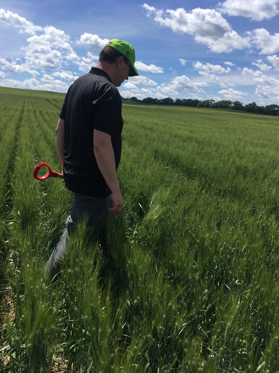 MayorofMatador's tweet photo. #FLCropTour20 Day 3:  Toured #Cabri, #StewartValley, #Kyle areas.  Crops are still developing.  There are still some flowers in the durum and barley heads I counted.  Lots of yellow in canola and many lentil crops are still in full flower. #FLintheField @FarmLinkCanada https://t.co/hAmK2c9Dfo